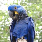 A big smile for you! Be happy! Be brave! , blue and yellow macaw on brown tree branch during daytime
