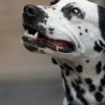 , a dalmatian dog with its mouth open