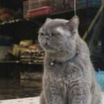 a pet cat, a gray cat sitting on top of a table
