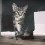 This little kitten, born in march 2016. Almost three months and he is a year. Time flies! He is a perfect photo model isn’t it?, gray tabby kitten under the table
