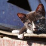 A playful and curious farm kitten., black and white cat on brown wooden surface