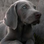 Puppy Weimaraner. If you wanna help me name me in the credits or follow me in Instagram @ken_apf, gray short coated dog lying on gray concrete floor