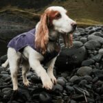We dog after a drink at Talisker Bay, Isle of Skye, Scotland, A brown and white dog standing on top of a pile of rocks