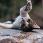 , A playful cat rolls happily on its back.