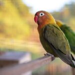 Lovebirds, a couple of birds that are sitting on a branch