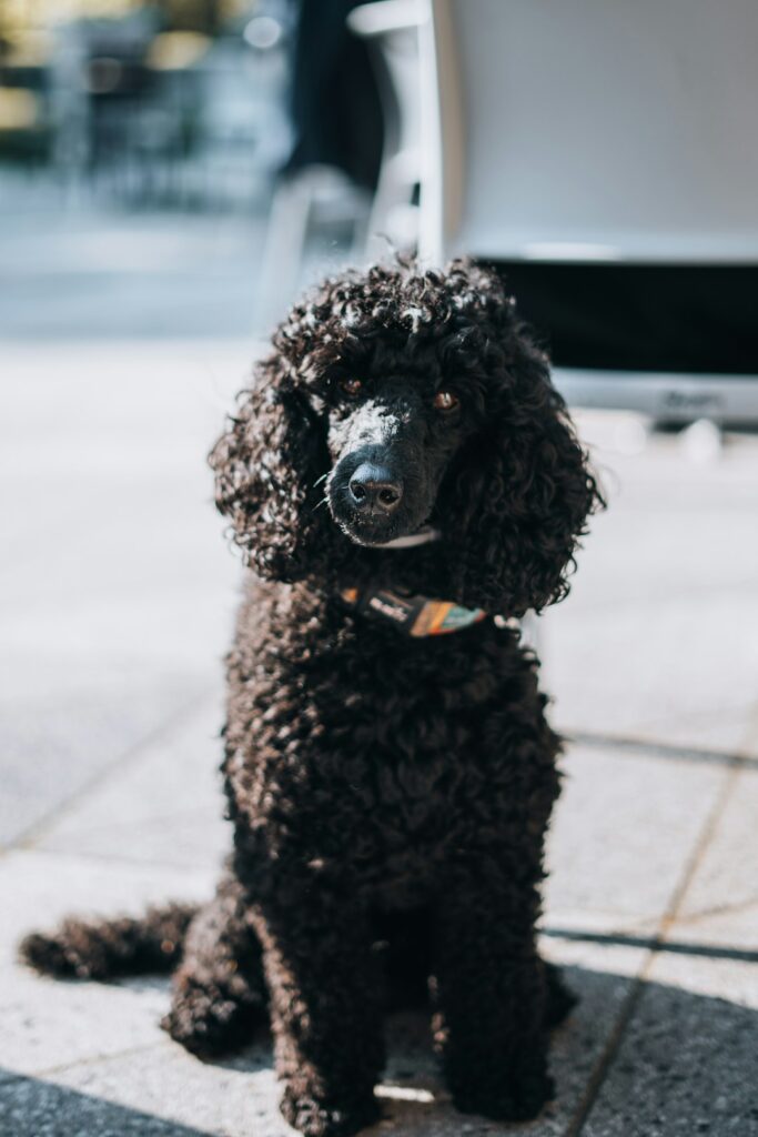 260+ Poodle Names