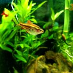 , a fish that is swimming in some water