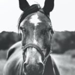 Black and white beauty, grayscale photography of horse