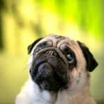, adult fawn pug close-up photo