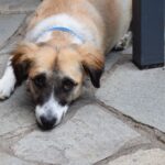 A Kokoni (Greek breed of little dogs), a dog with a blue collar