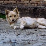 Russian dog looking at camera shooted in a village of swabi, Kp Pakistan. Photo by: Salman Saqib https://linktr.ee/ar.salmansaqib, a dog laying on the ground in front of a brick wall