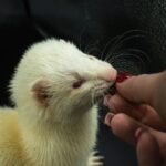 , a person feeding a ferret a piece of fruit