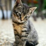 little cat, Thank you all who downloaded this lovely cat for the likes, brown tabby kitten sitting on floor