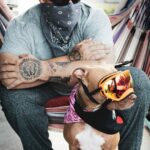 , man in gray sweater and blue denim jeans with brown and white short coated dog wearing