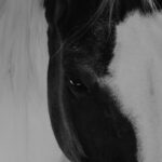 A black-and-white portrait of a horse highlighting its eye and flowing mane, exuding elegance and strength., A black and white photo of a horse