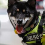 @iamrileytheshiba enjoying her day out🐶, a black and white dog wearing a yellow vest