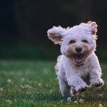 Fluffy cockapoo having the time of his life at the park, shallow focus photography of white shih tzu puppy running on the grass