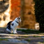 , a black and white cat sitting on the ground
