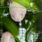 Two little friends peaking from underneath the water., white mouse on green banana leaf