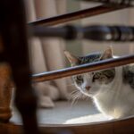 'Don't be suspicious. Don't be suspicious..." Practicing on not overexposing highlights and still getting the lower exposure right. Cats laying in the sun make it the perfect way to get better at it., white and black cat on brown wooden chair