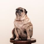Portrait Dog, tan pug on brown wooden stool