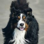 , close-up photography of adult Bernese mountain dog