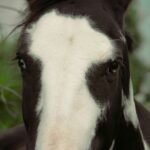 , a close up of a black and white horse