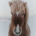 Portrait of an Icelandic horse in the snow., brown horse