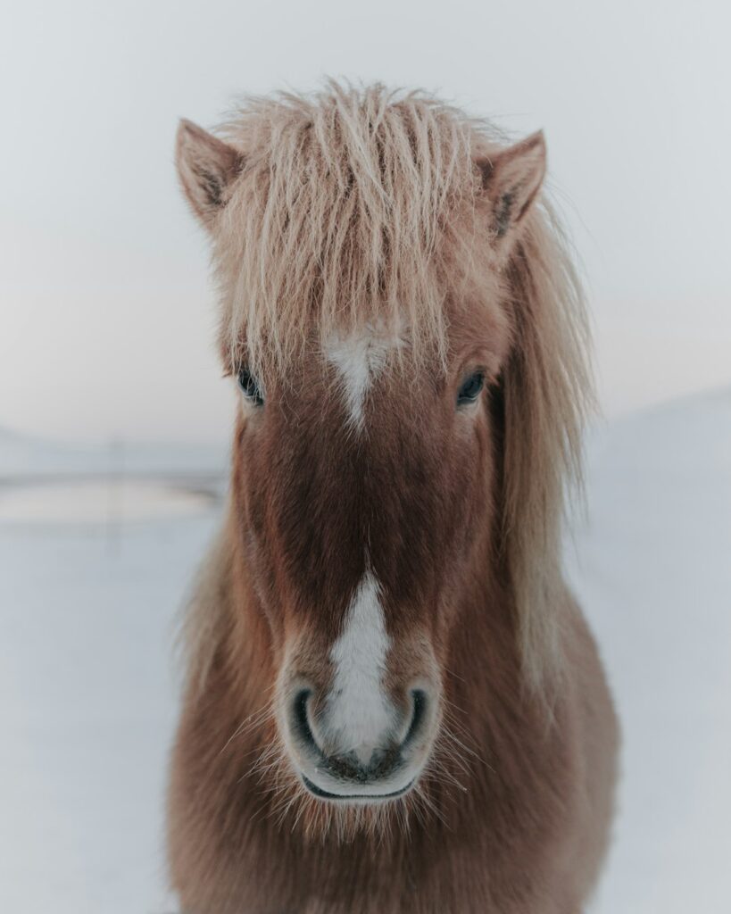240+ Icelandic Horse Names
