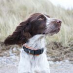 Oceanside in England, medium short-coated red and white dog on focus photo