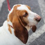 One of many photographs of my series of dog photoshoots. Here, I wanted to capture the essence of the basset hound and emphasise its character and personality. Check out similar photographs to this one on my main page :)! , brown and white short-coat dog