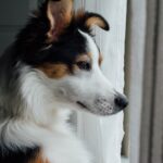 , white, brown, and black dog looking outside