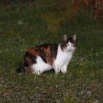 A random cat with glowing eyes we found on our trip!, A cat sitting in the grass looking at the camera