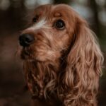 a portrait of a kocker spaniel dog, brown long coated small dog
