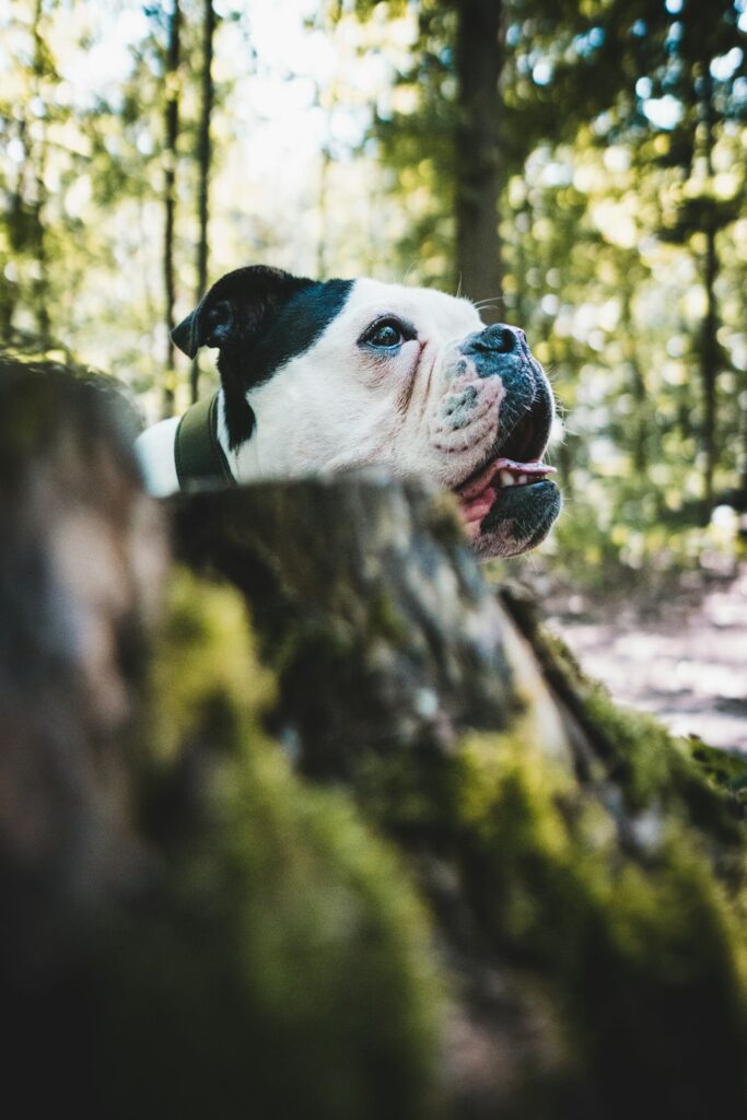 240+ English Bulldog Names