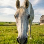 Annika, Arabian and Connemara mix 🥰 Please tag @hyneseyes on Instagram for credit, thank you :) , a white horse in a field