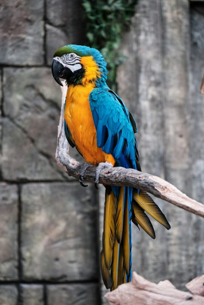 230+ Macaw Names