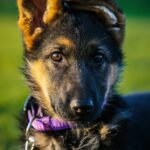 , a close up of a dog on a leash