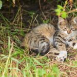 A little fluffy striped kitten lies in the grass with one eye covered. A cute, fluffy kitten with beautiful fur and eyes., brown tabby cat lying on green grass