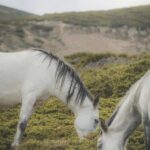 A mystical and magical landscape photo of 2 beautiful white horses grazing in Stara Planina, Bulgaria., a couple of horses that are standing in the grass