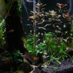 , a fish tank filled with plants and water