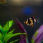 , a fish that is swimming in some water