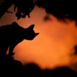https://500px.com/p/sasotusar Twilight cat silhouette, silhouette photo of a cat