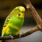 , green and yellow bird standing on tree branch
