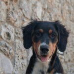 Cute Italian dog, a dog sitting in front of a stone wall