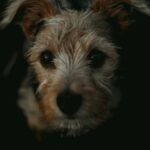 puppy eyes, brown and white long coat small dog